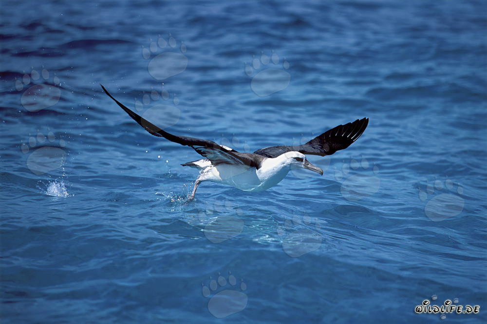 Albatros de Laysan despegando del mar