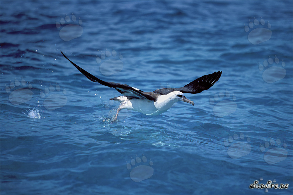 Laysan albatross take off from the sea