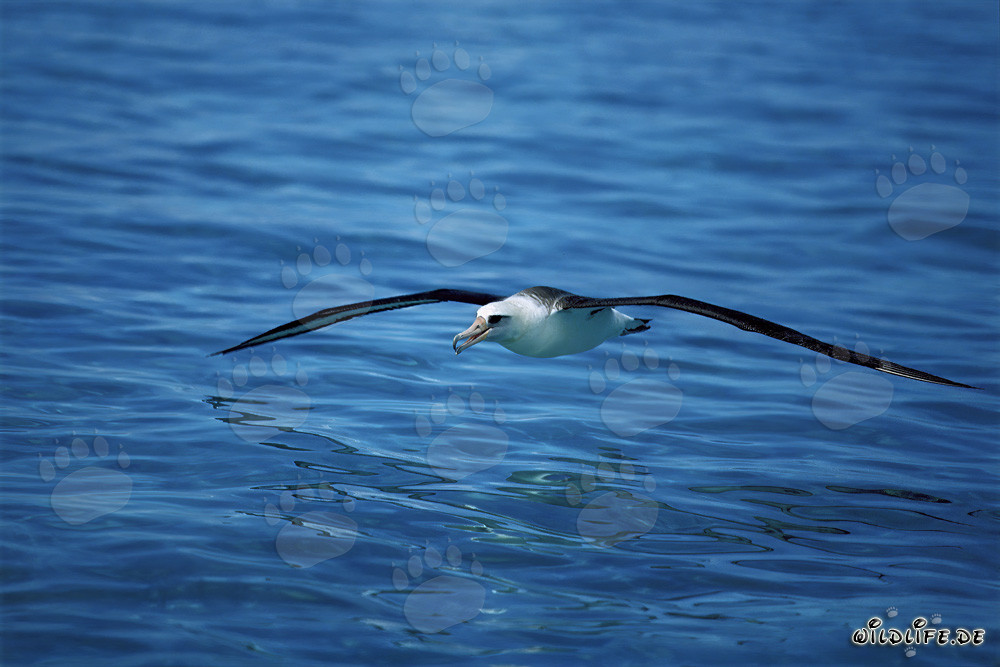 Albatros de Laysan majestueux planant au-dessus des étendues de l'océan