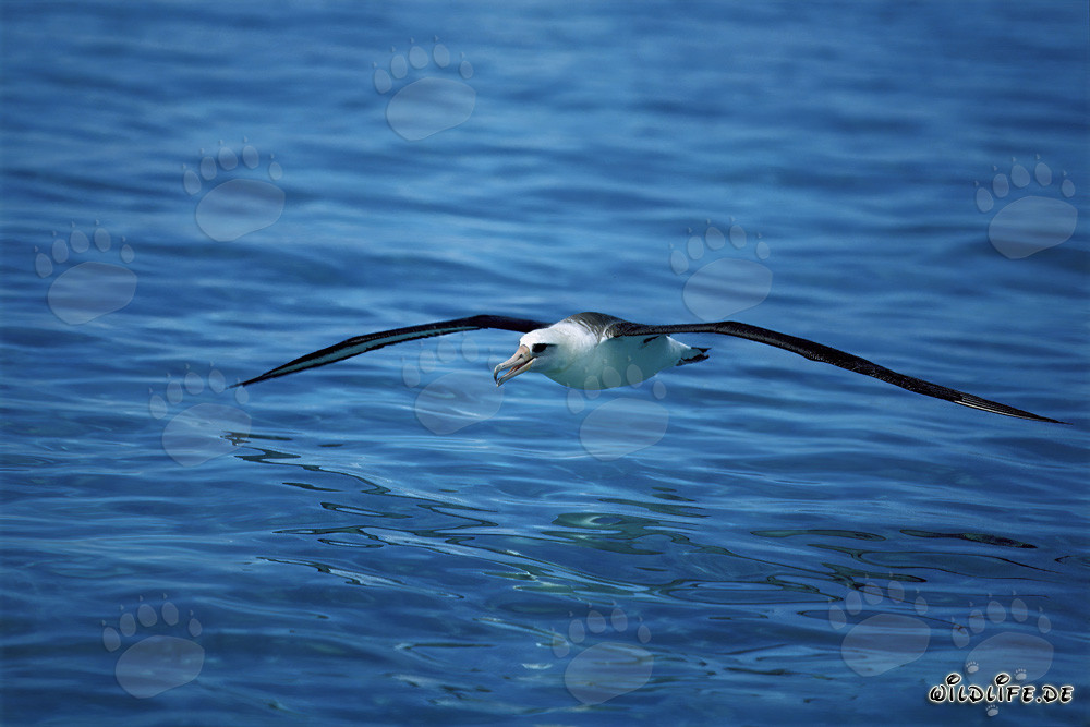 Albatros di Laysan maestoso planando sopra gli abissi dell'oceano