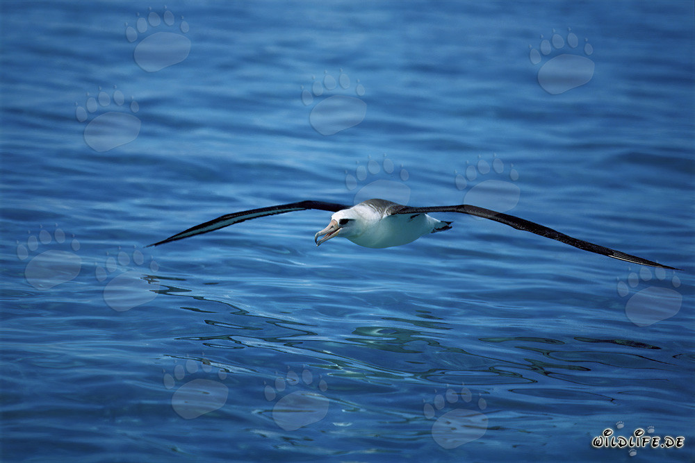 Majestätischer Laysan-Albatros über den Weiten des Ozeans schwebend