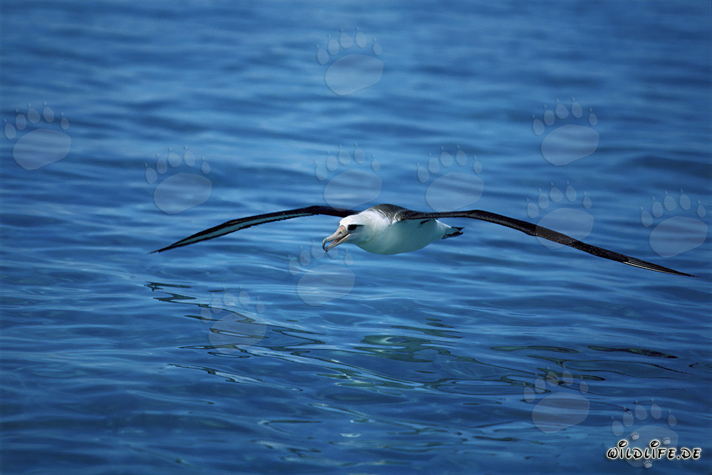 Majestic Laysan albatross soaring over the vast ocean