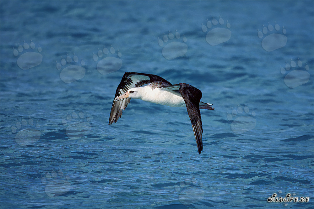 Albatros de Laysan majestuoso planea sobre el Pacífico