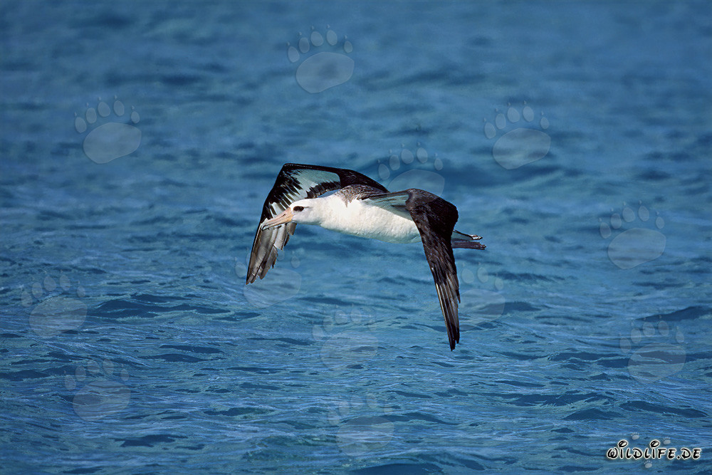 Maestoso albatros di Laysan plana sopra il Pacifico