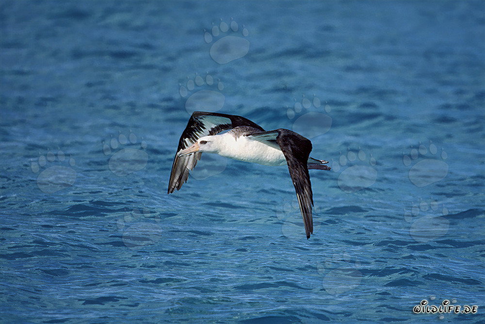 Majestätischer Laysan-Albatros gleitet über dem Pazifik