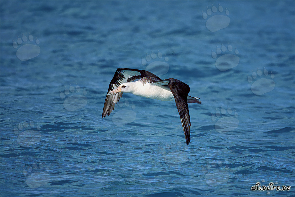 Majestic Laysan albatross soaring over the Pacific
