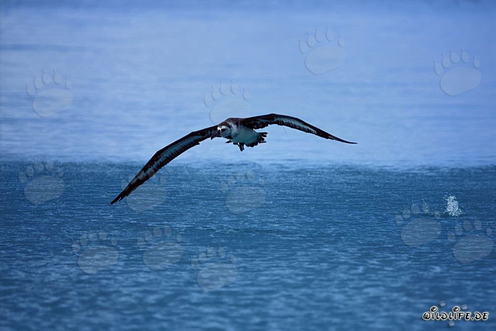 Albatros de Laysan volando sobre el vasto océano