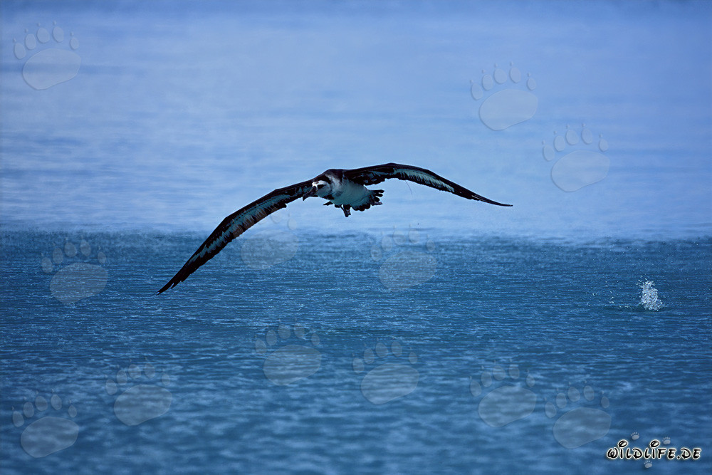 Albatros de Laysan volant au-dessus de l'immensité de l'océan