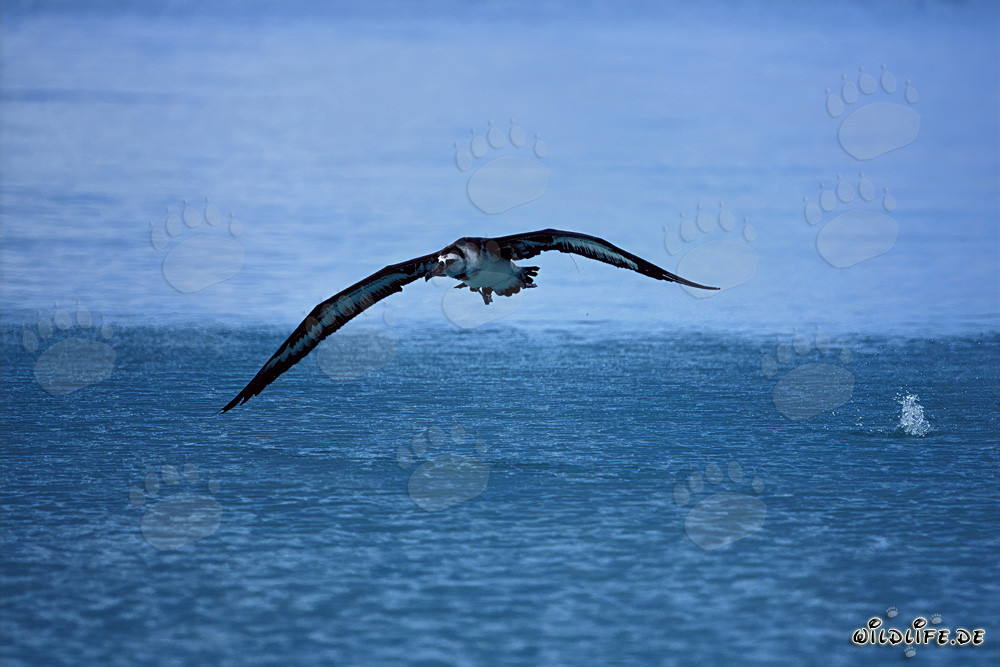 Albatros di Laysan in volo sopra l'ampio oceano