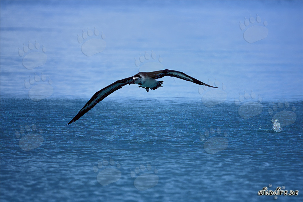 Laysan-Albatros über dem weiten Ozean fliegend