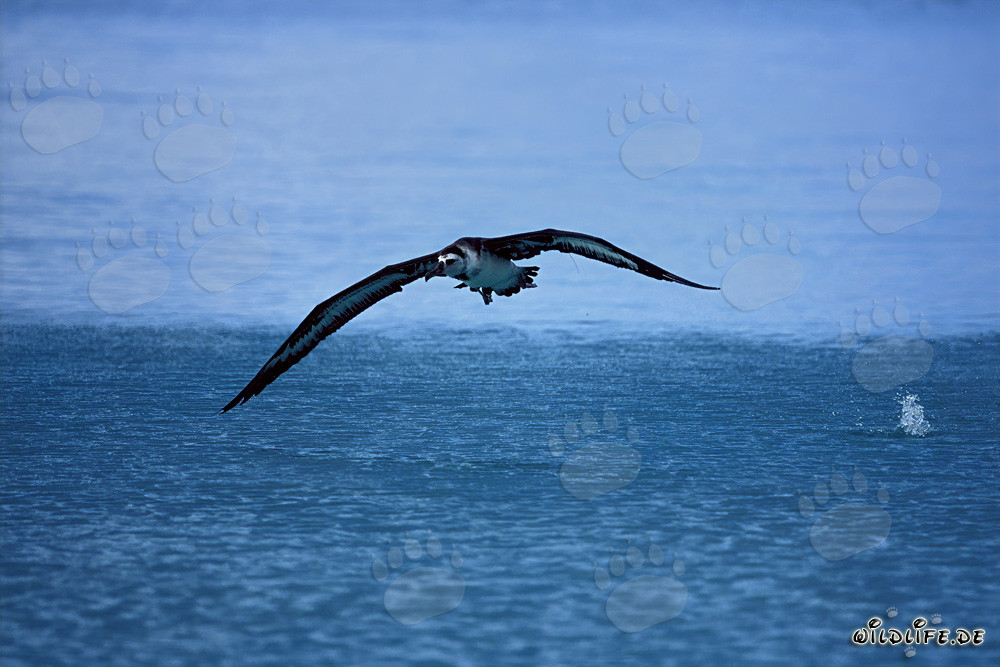 Flying Laysan albatross over the vast ocean