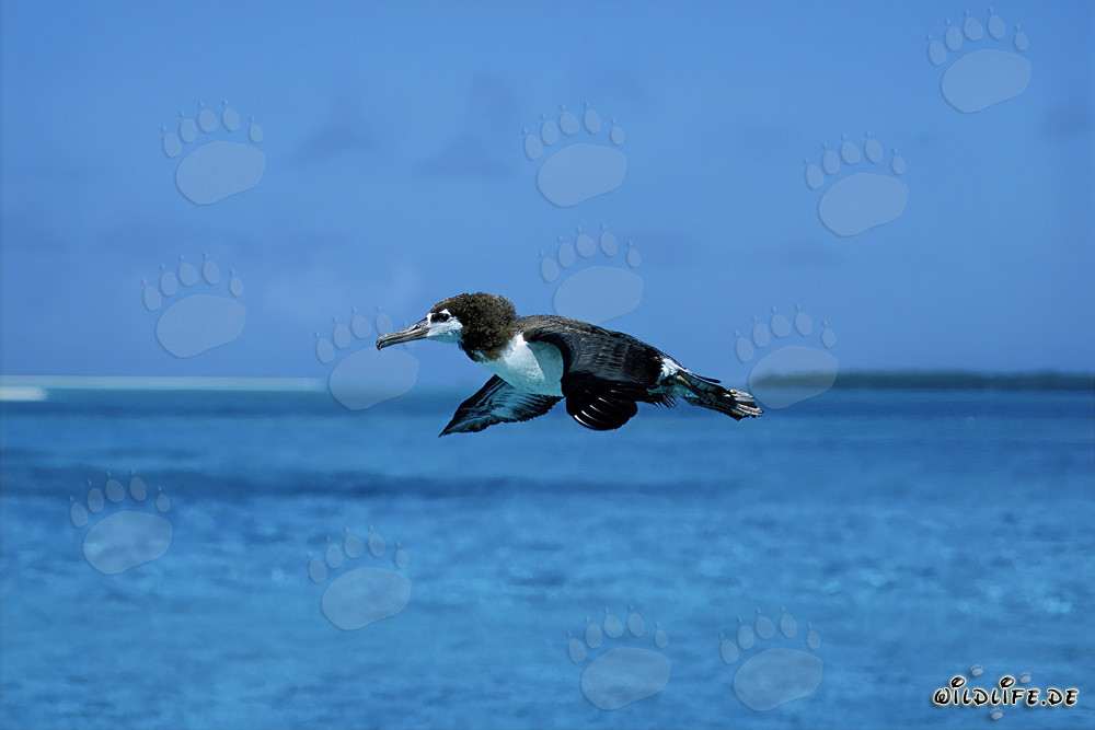 Albatros de Laysan majestueux sur les étendues de l'océan