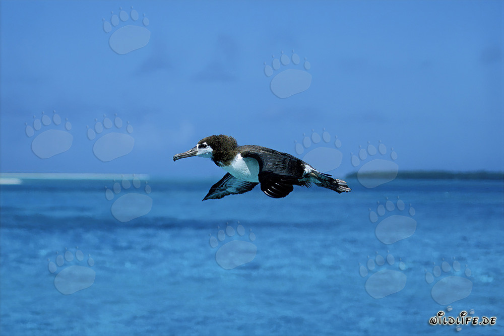 Albatros de Laysan majestuoso sobre las vastas extensiones del océano