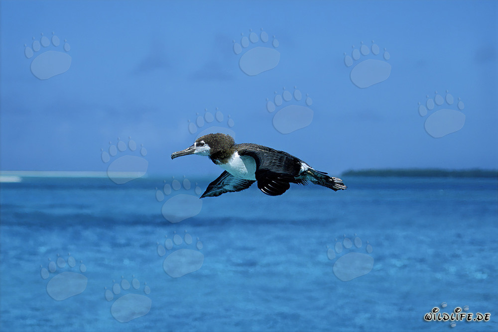 Maestoso Albatros di Laysan sulle ampie distese dell'oceano