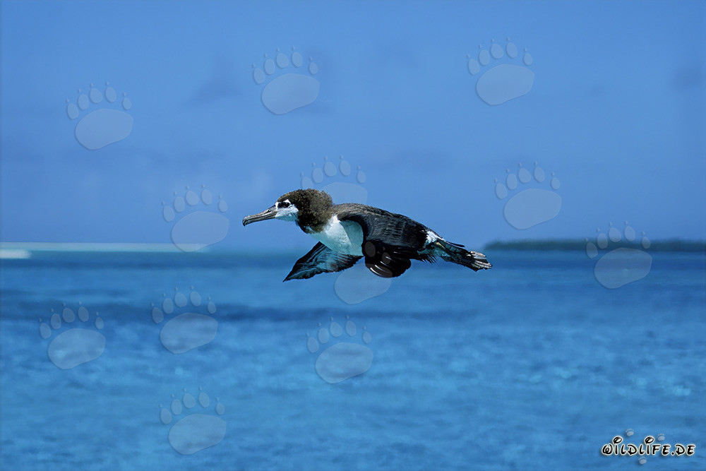 Majestätischer Laysan-Albatros über den Weiten des Ozeans