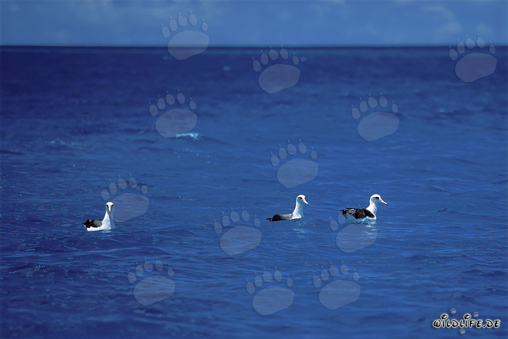Albatros de Laysan majestuoso en el océano