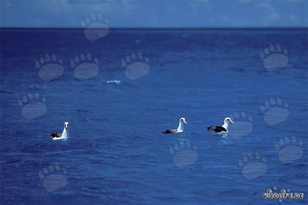 Albatros de Laysan majestueux sur l'océan