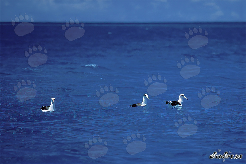 Albatros di Laysan maestoso sull'oceano