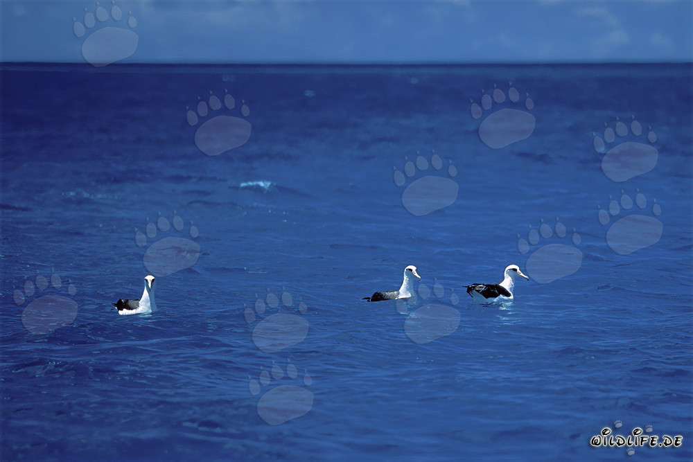 Majestätische Laysan-Albatrosse auf dem Ozean
