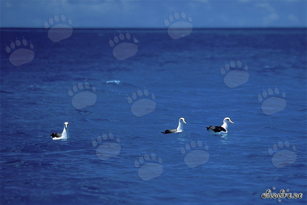 Majestic Laysan albatrosses on the ocean