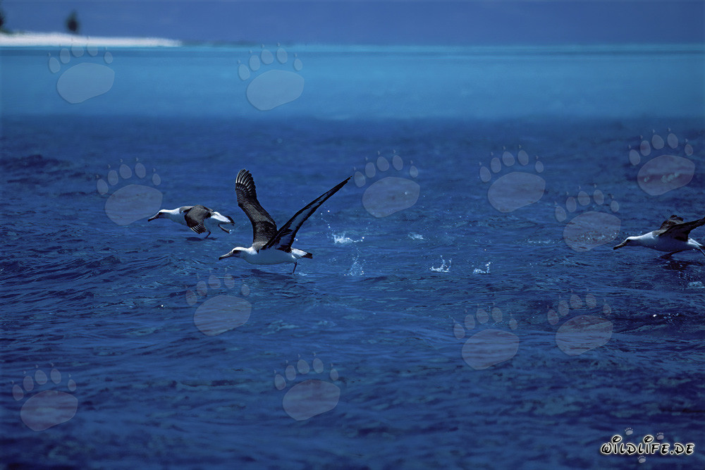 Fascinantes albatros de Laysan despegando en el Pacífico