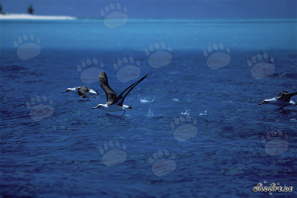 Affascinanti albatros di Laysan in decollo sul Pacifico
