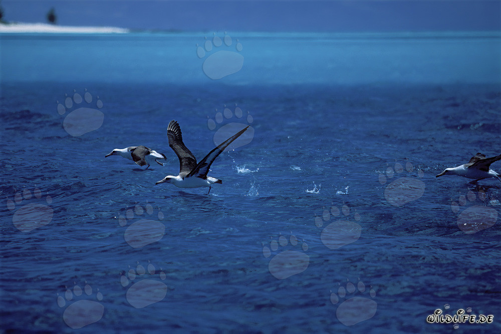 Faszinierende Laysan-Albatrosse beim Starten auf dem Pazifik