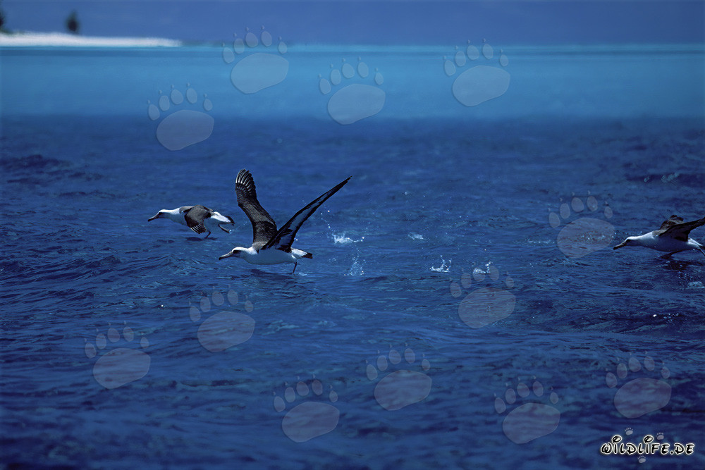 Fascinating Laysan albatrosses taking off from the Pacific Ocean