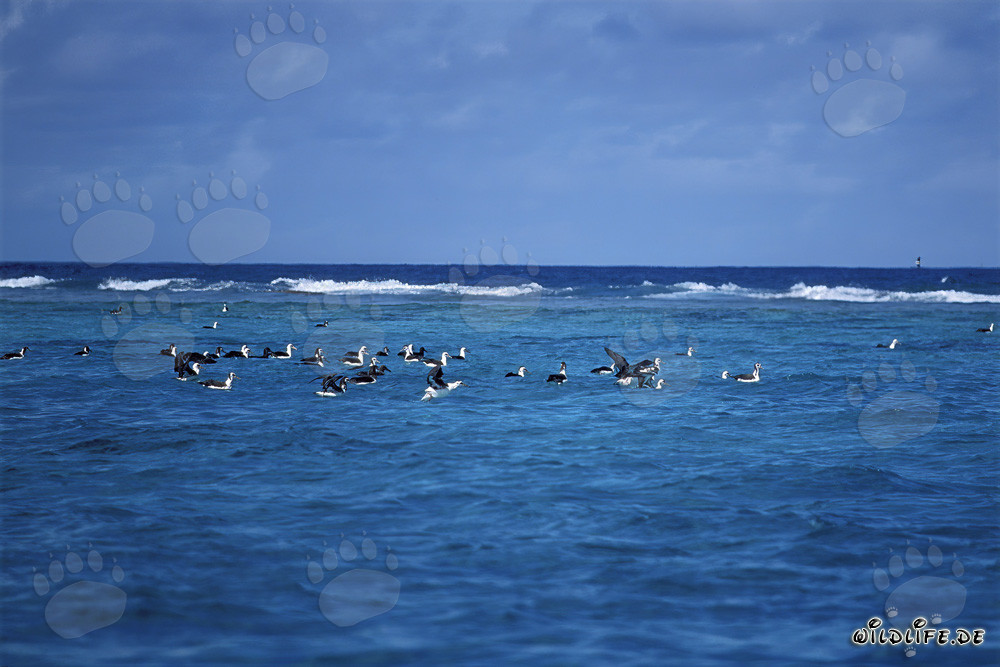 Albatros de Laysan y Albatros de patas negras en el majestuoso Pacífico