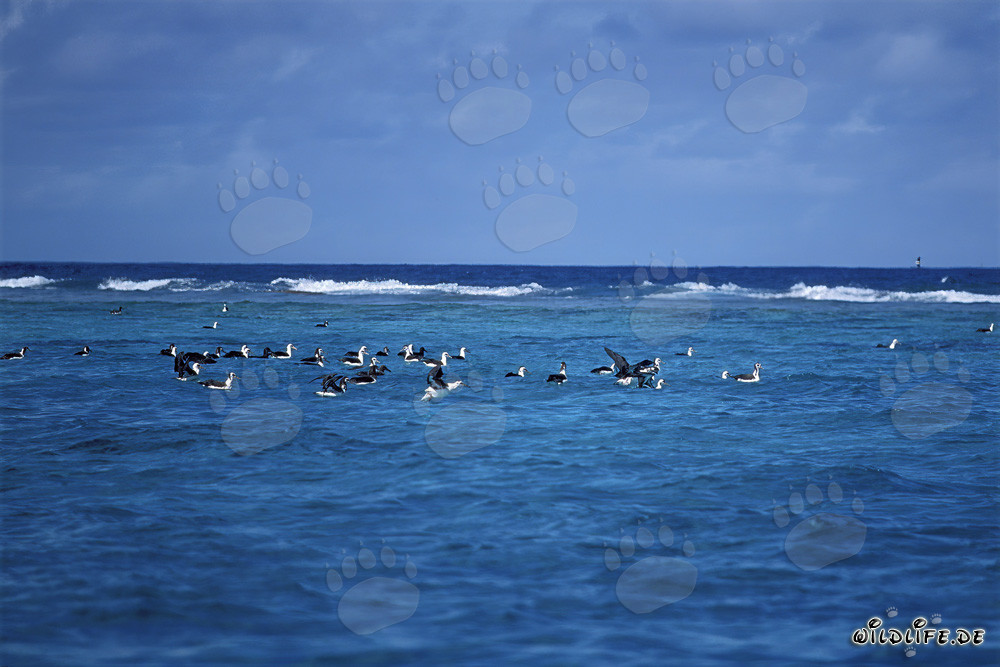 Albatros de Laysan et Albatros à pieds noirs sur le majestueux Pacifique