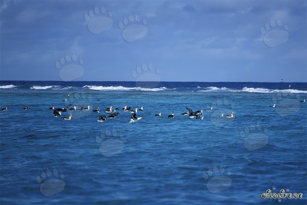 Laysan Albatross and Black-footed Albatross on the majestic Pacific Ocean