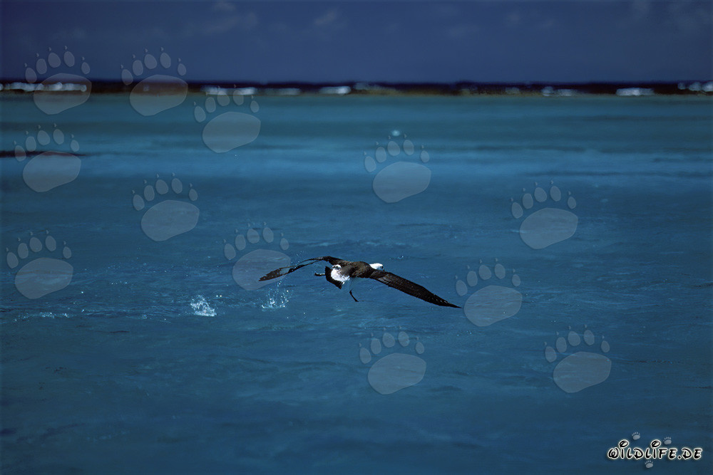 Albatros di Laysan maestoso che decolla dal mare calmo