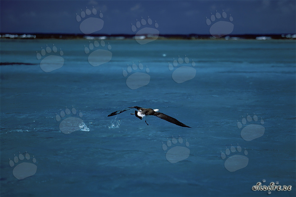 Majestätischer Startender Laysan-Albatros auf dem ruhigen Meer