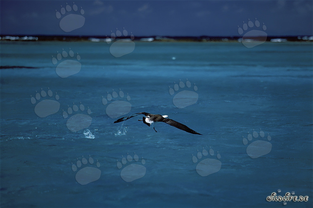Majestic Laysan albatross taking off from the calm sea