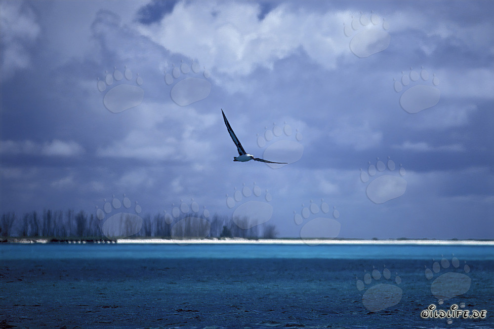 Albatros de Laysan majestuoso sobre las olas del Pacífico