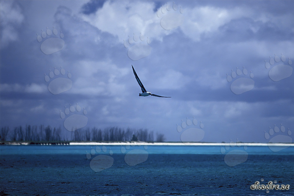 Maestoso albatros di Laysan sulle onde del Pacifico