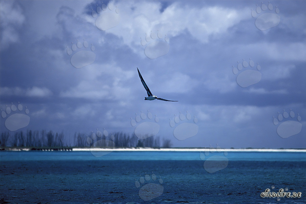 Albatros de Laysan majestueux au-dessus des vagues du Pacifique