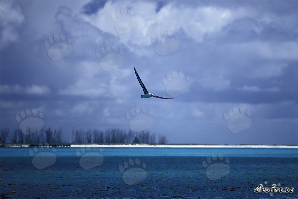 Majestic Laysan albatross soaring over the waves of the Pacific