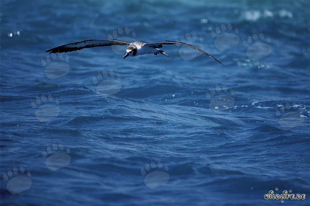 Albatros de Laysan majestuoso sobre los vastos océanos