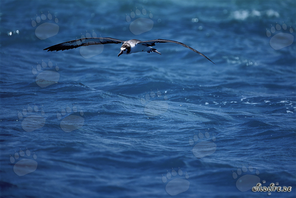 Albatros de Laysan majestueux sur les étendues de l'océan