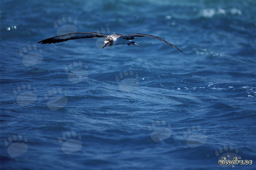 Albatros di Laysan maestoso sugli spazi dell'oceano