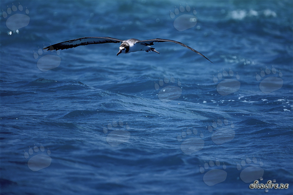 Majestätischer Laysan-Albatros über den Weiten des Ozeans