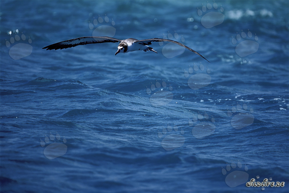 Majestic Laysan albatross soaring over the vast ocean