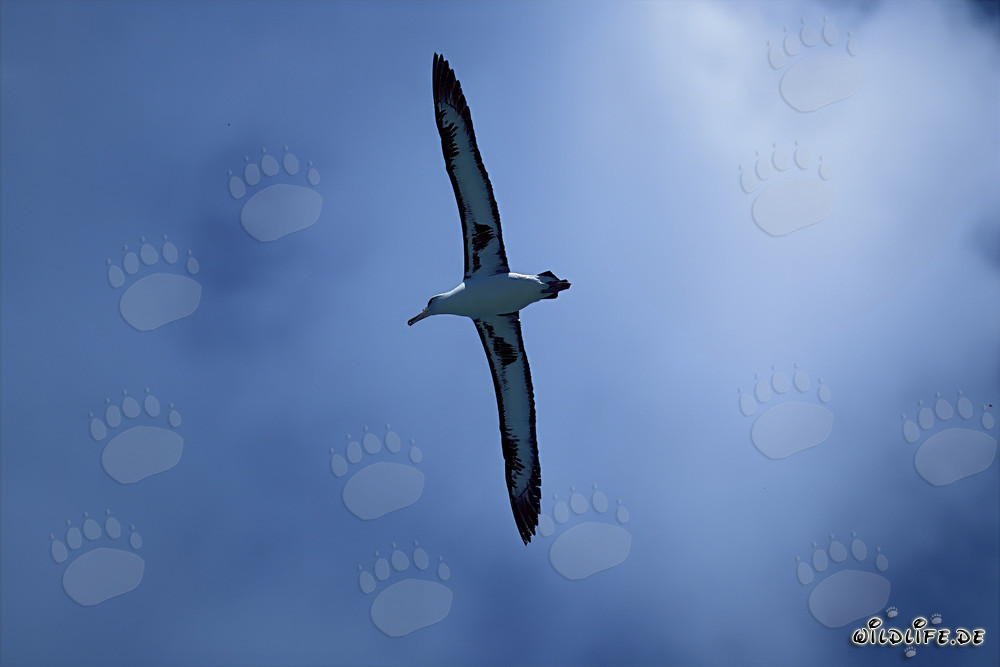 Maestoso albatros di Laysan in volo sopra l'oceano