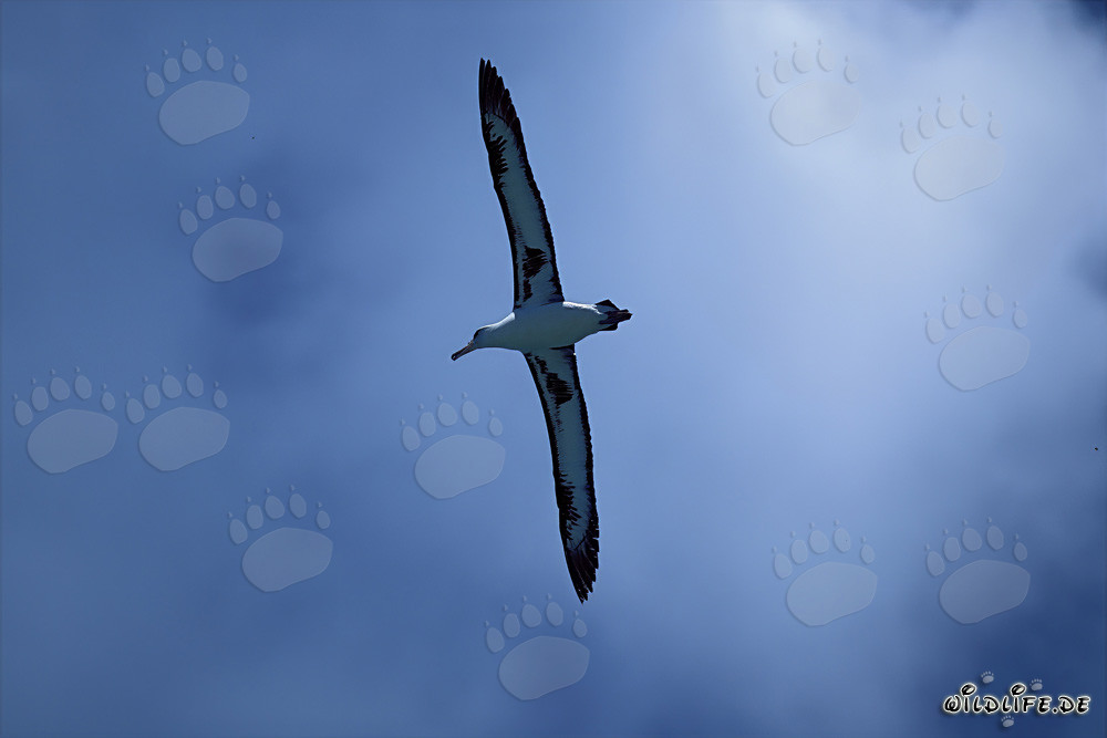 Majestätischer Laysan-Albatros beim Flug über den Ozean