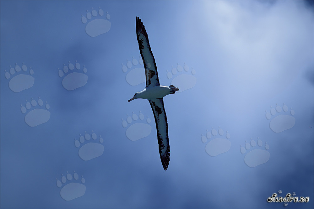 Majestic flying Laysan albatross over the ocean