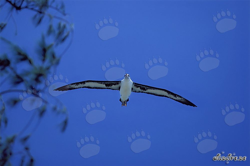 Albatros de Laysan majestueux en vol au-dessus de l'océan