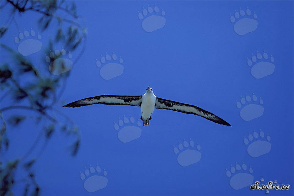 Albatros de Laysan majestuoso volando sobre el océano