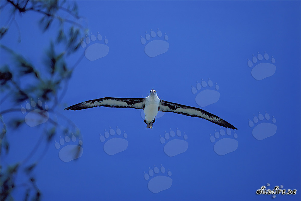 Albatros di Laysan maestoso in volo sopra l'oceano