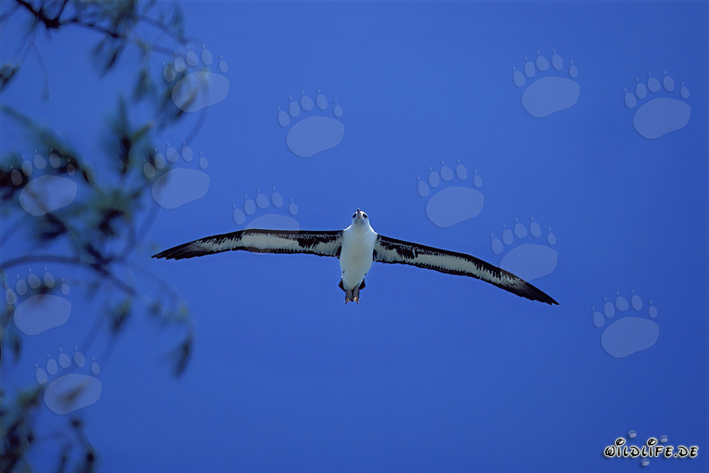 Majestic Flying Laysan albatross soaring over the ocean